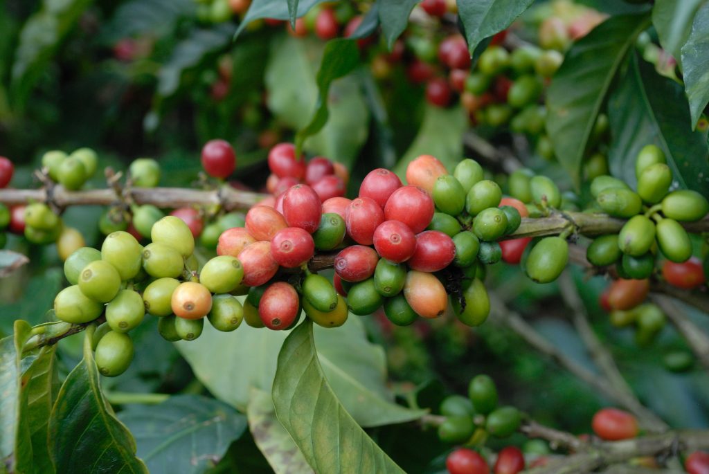 Discover Colombia´s coffee zone with KonTour Travel´s Colombia Travel Modules.