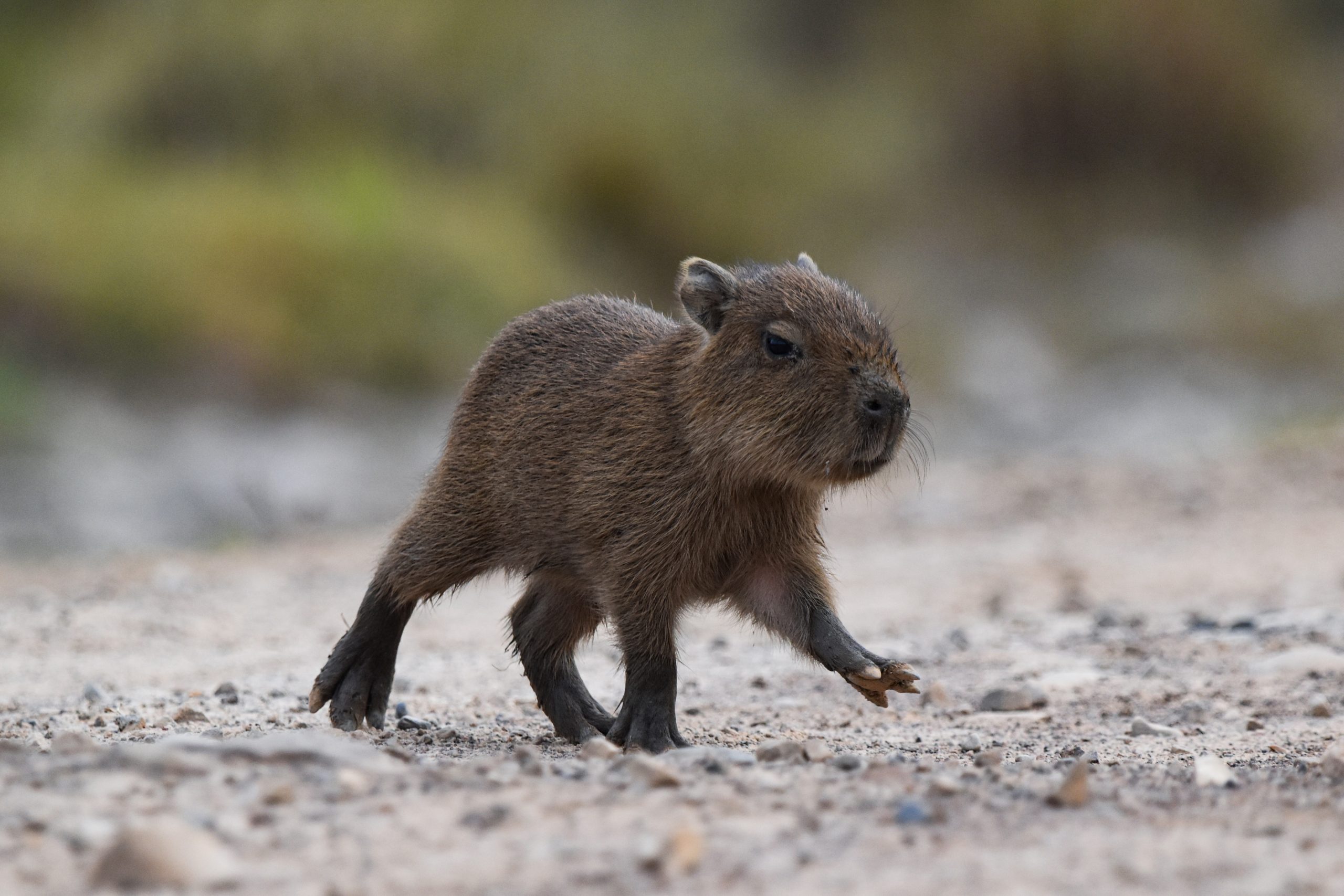 Wildlife in the Llanos