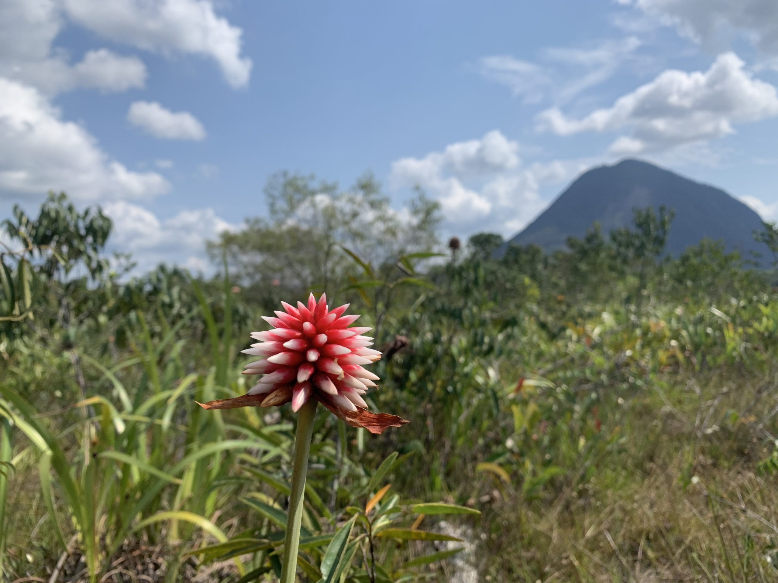 Following the footsteps of Alexander von Humboldt