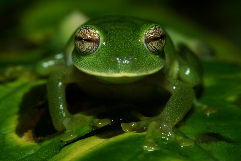 Birding and Wildlife Tour