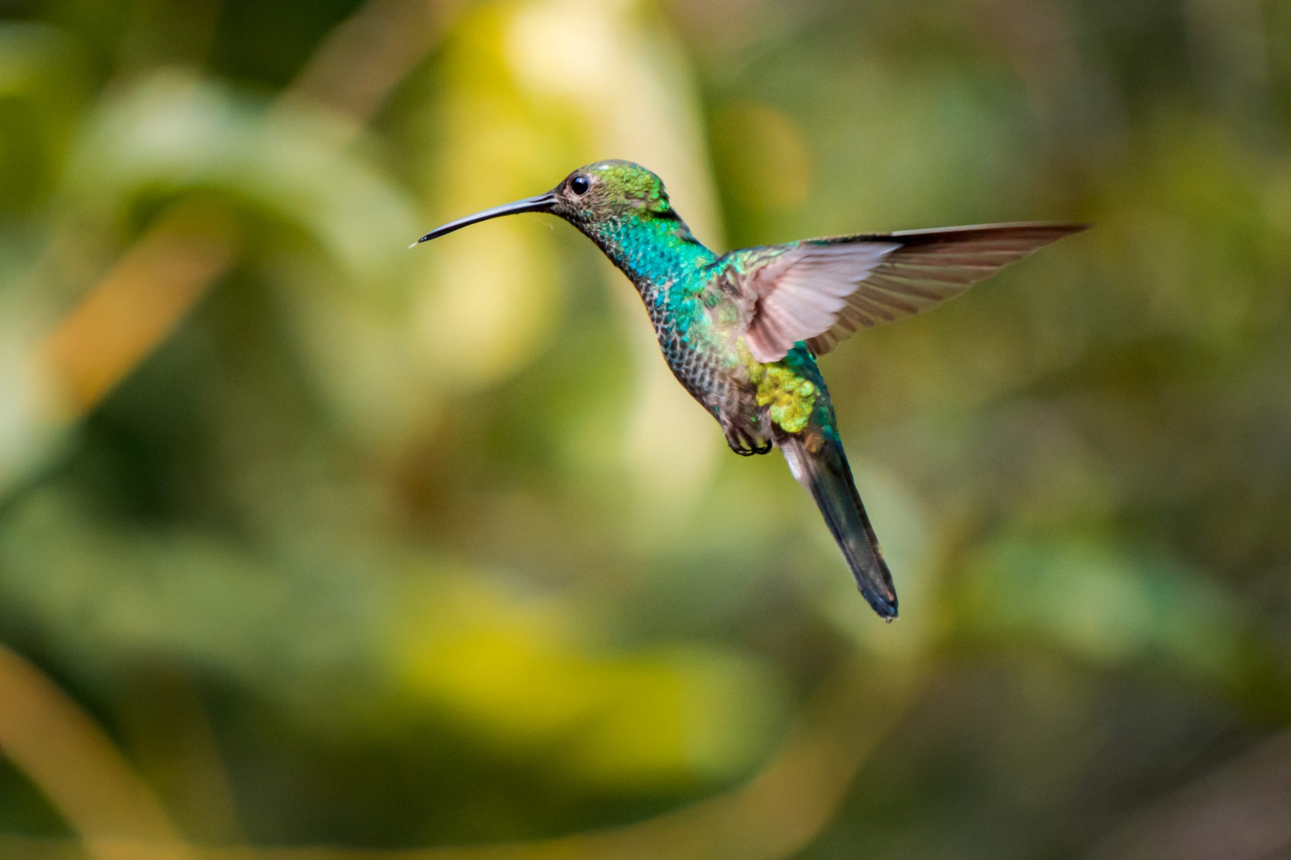 Colombia: A Paradise for Birdwatchers