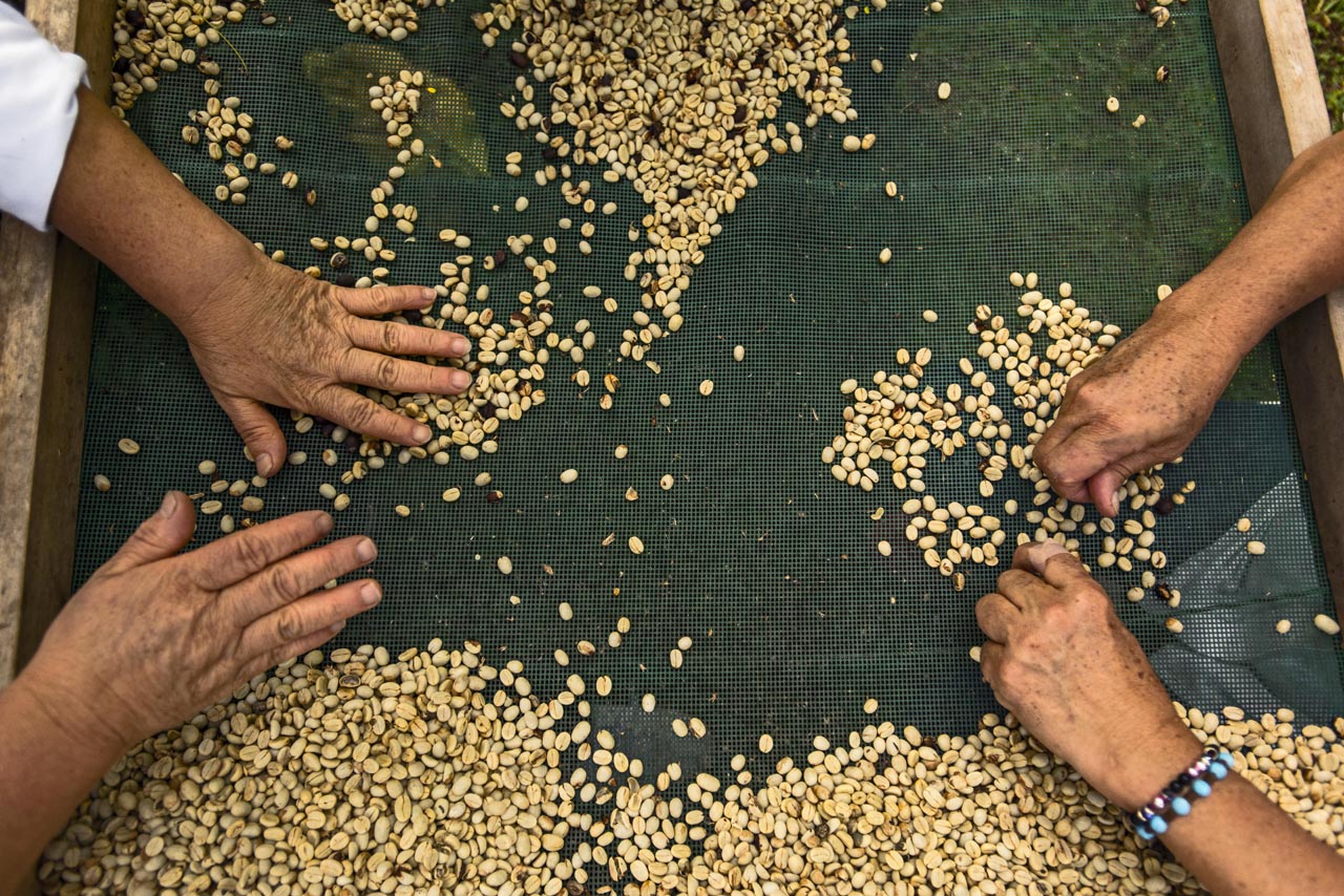 Coffee Cultural Landscape of Colombia