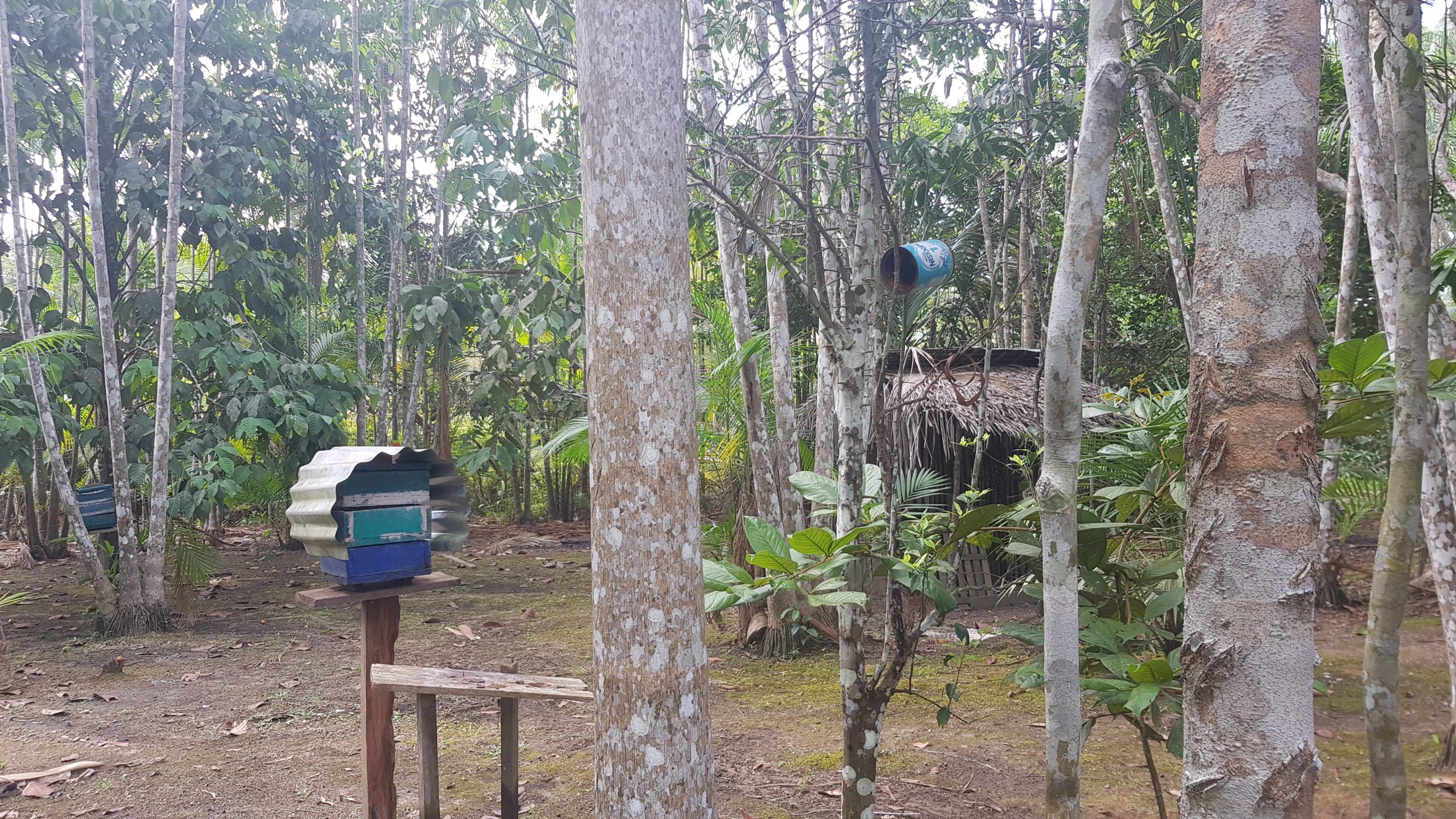 Honey Route in the Matavén Jungle | Cerros de Mavecure