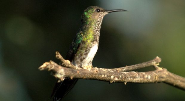 Kolumbien, das Paradies für Vogelbeobachter